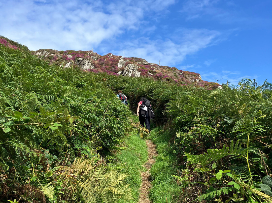 Cape Clear Ferry-Schull必去景点