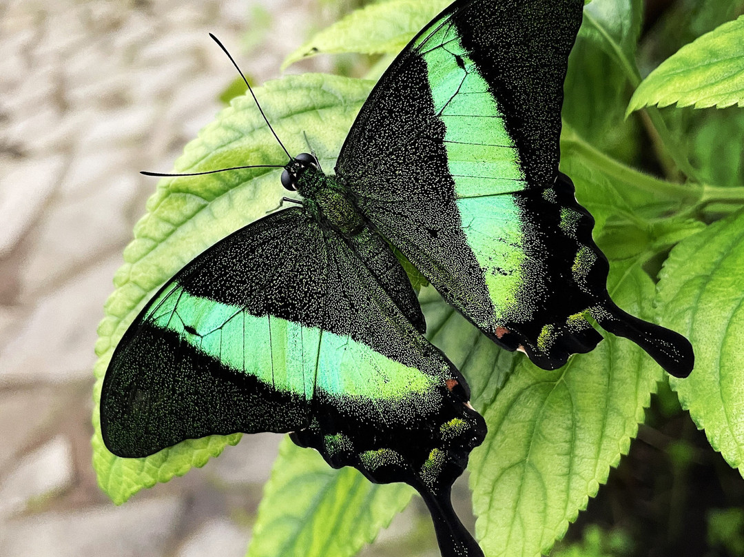Butterfly Paradise:"Papiliorama"-Havelte必去景点
