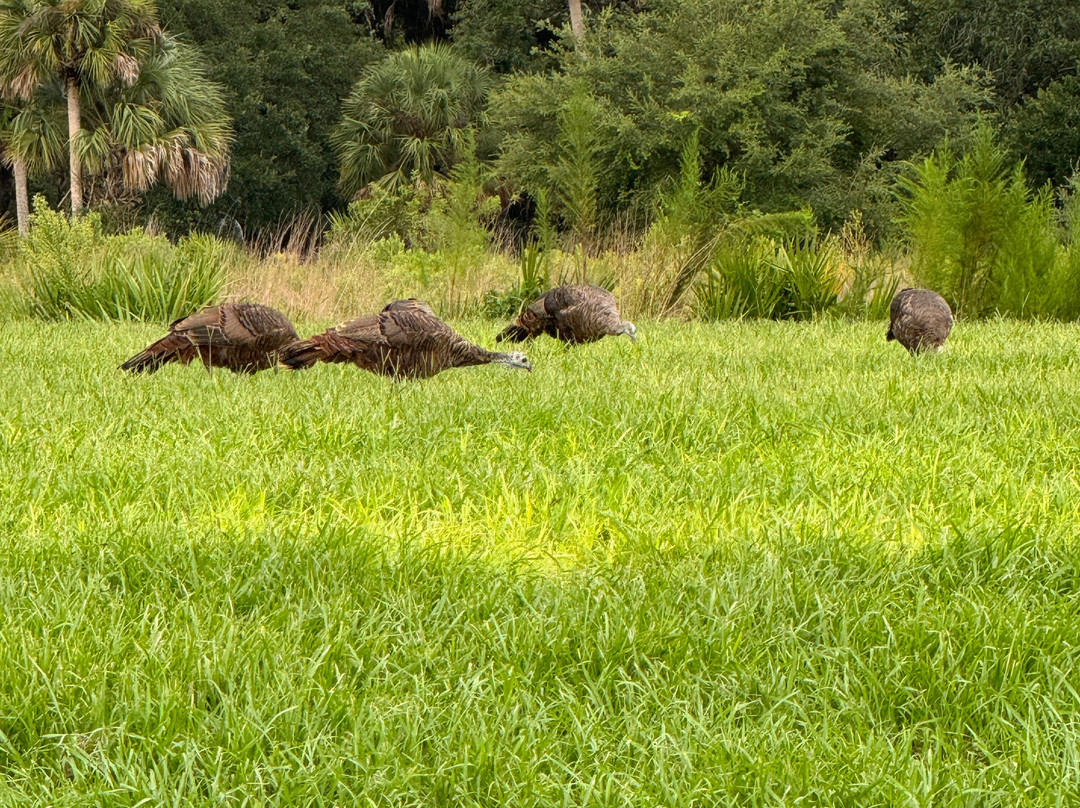 Kissimmee Prairie Preserve State Park-奥基乔比必去景点