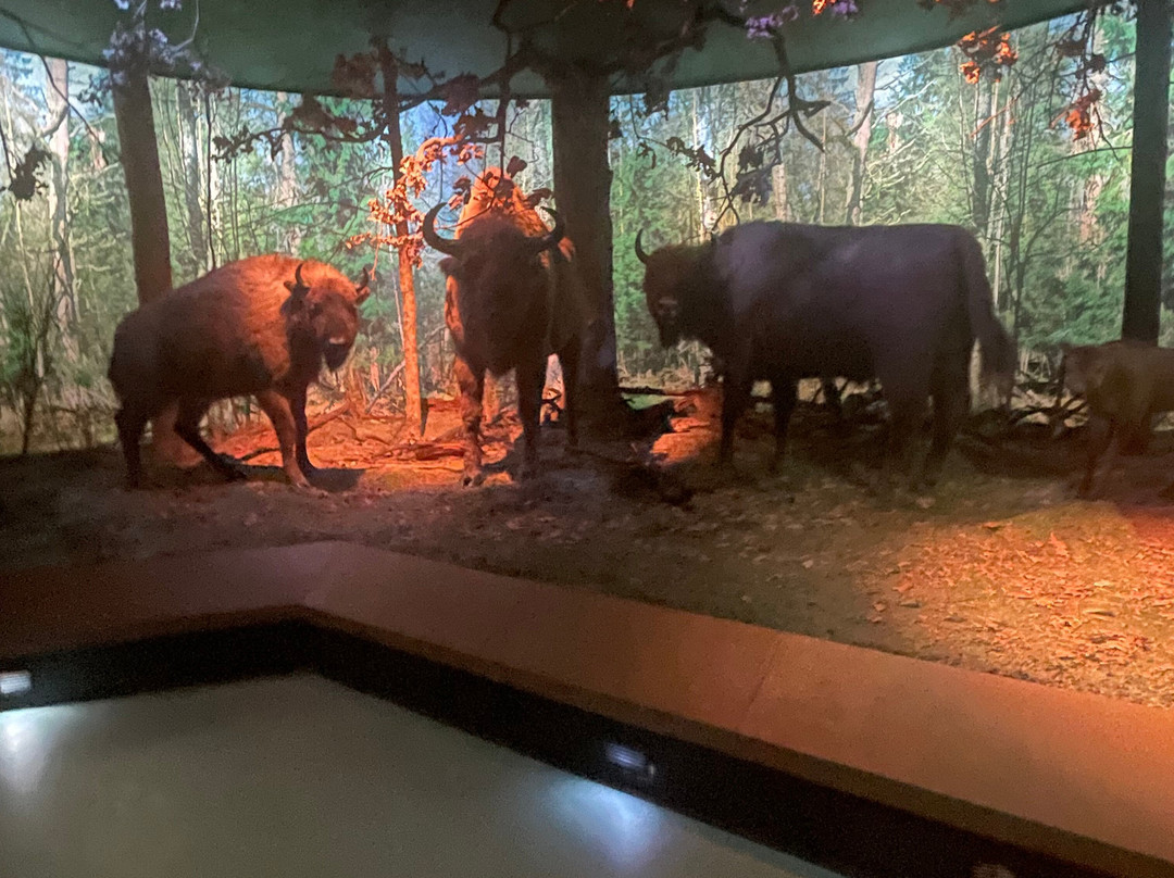 Nature And Forest Museum - Bialowieza National Park-Bialowieza必去景点