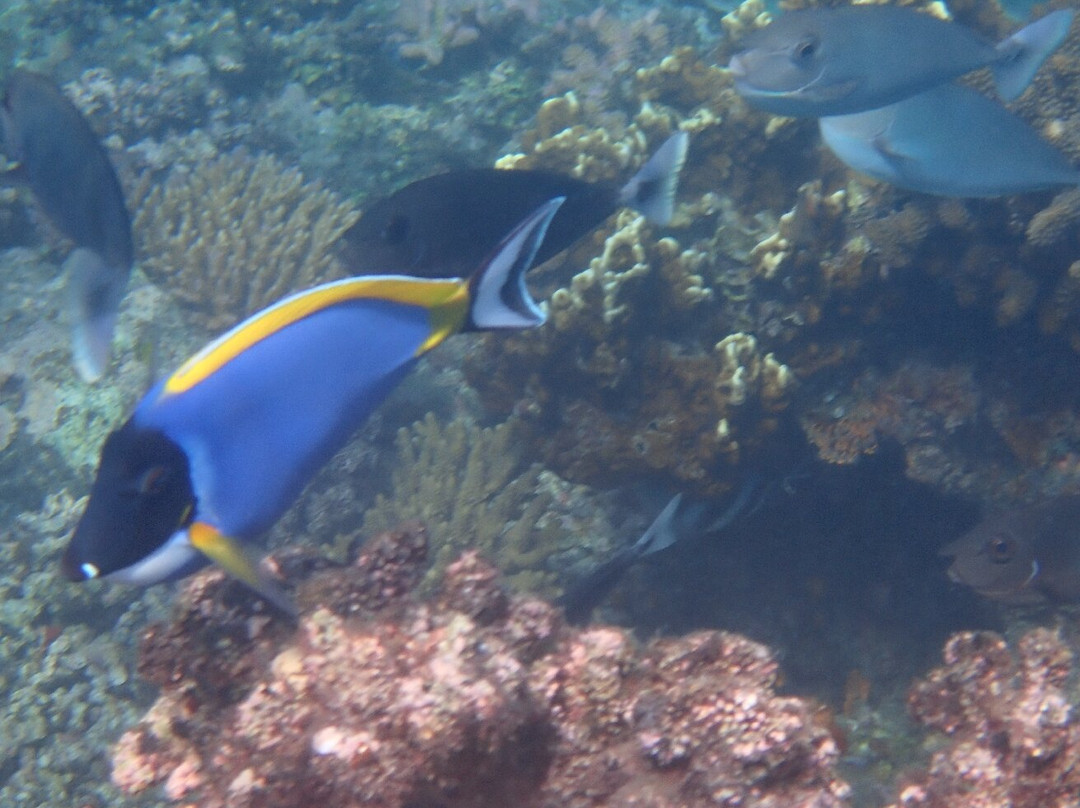 Reef Tour Mafia Island景点图片