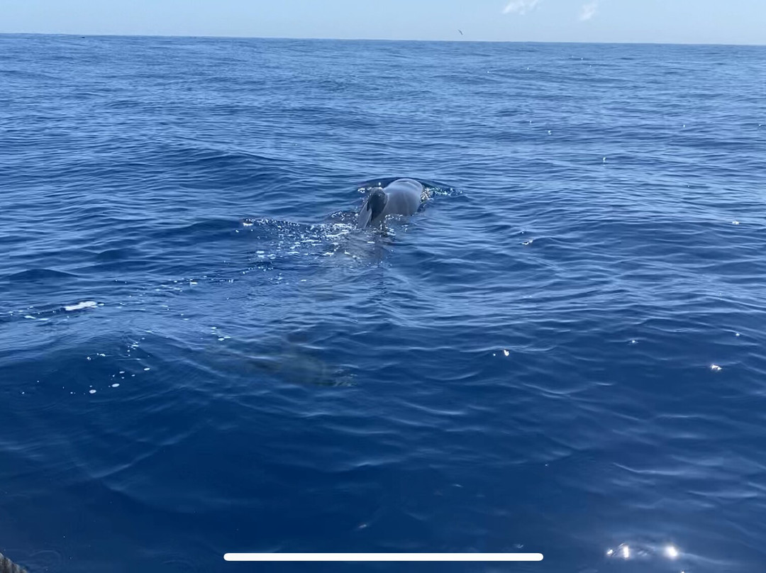 Whale Watch Tenerife景点图片