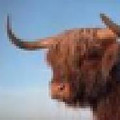 BrawScotland
