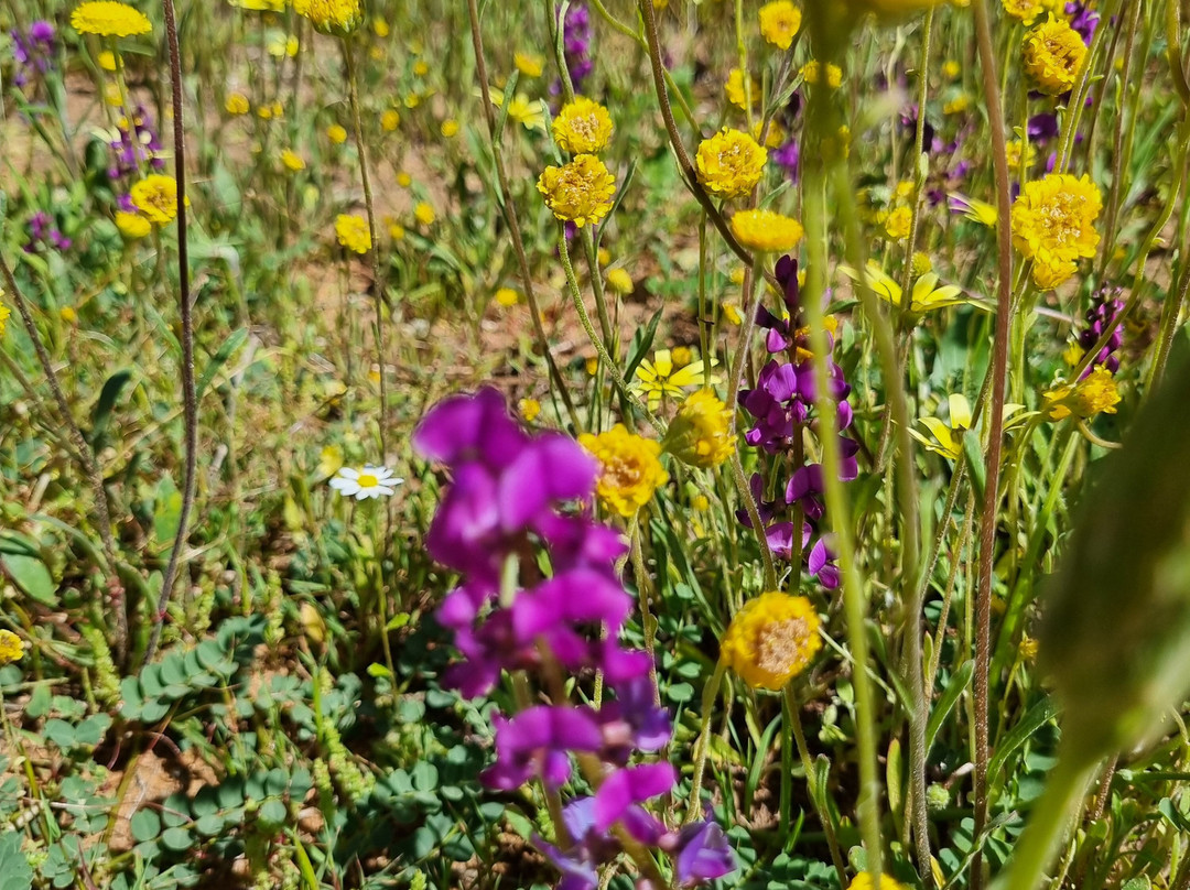 Coalseam Conservation Park-Mingenew必去景点