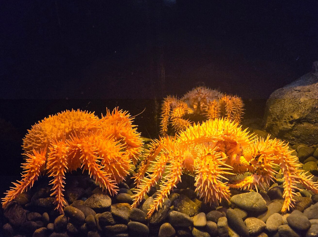 Numazu Deep Sea Aquarium景点图片