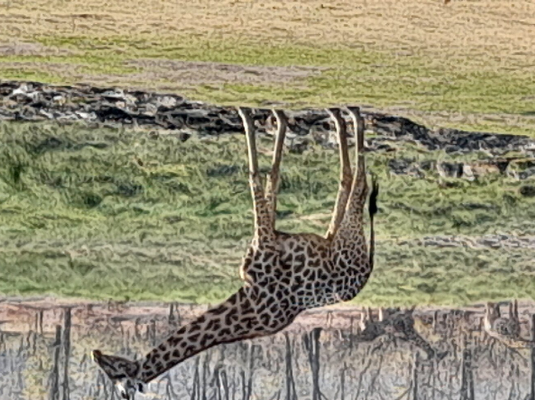 Mophy Budget Safari Tours Lagoon Camp