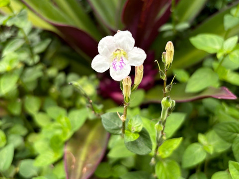 Cemitério dos Índios-Ilha Comprida必去景点