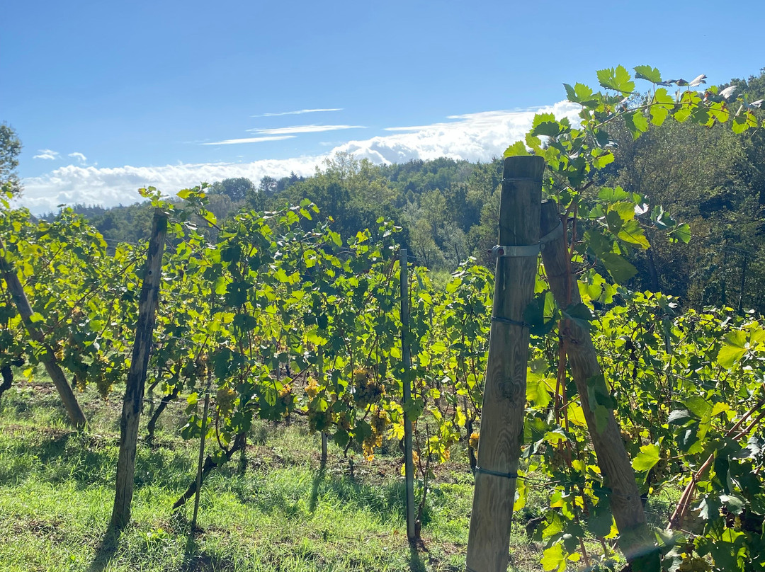 La Cedraia (Novi Ligure)-诺维利古雷必去景点