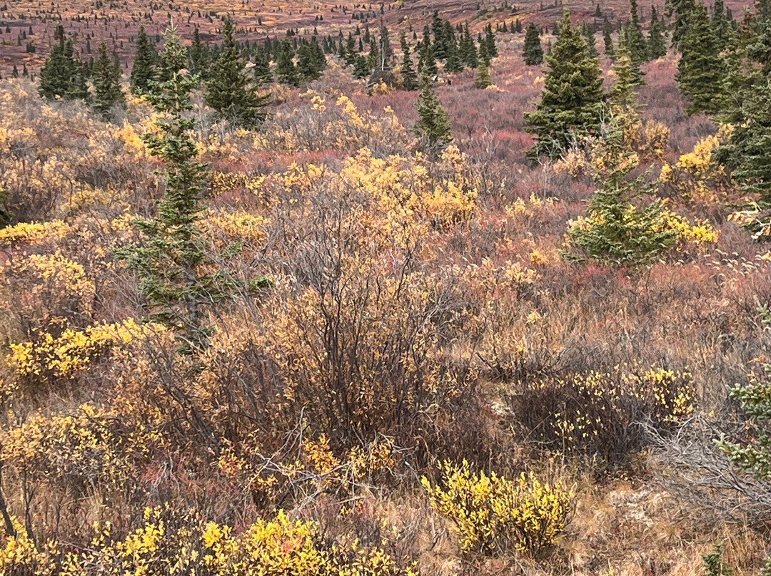 Denali Natural History Tour-德纳利国家公园和自然保护区必去景点