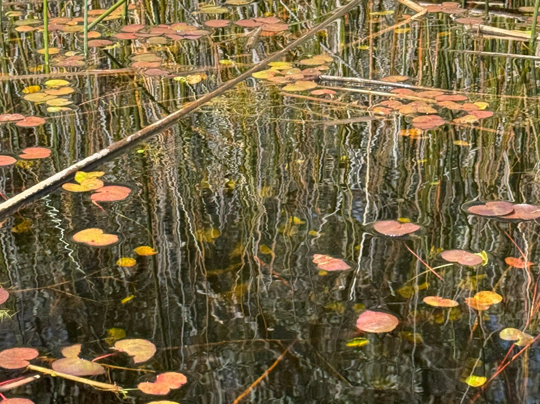 Lake Leschenaultia-Mundaring必去景点