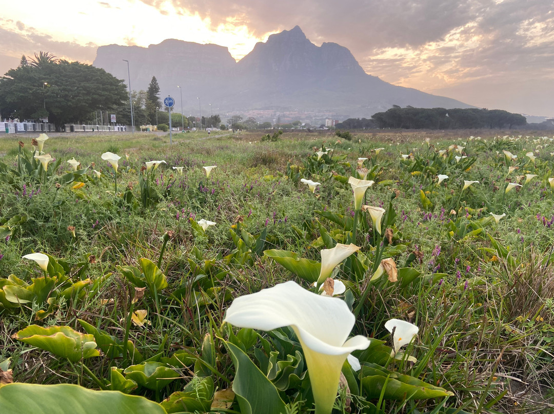 Rondeboschuhh Common