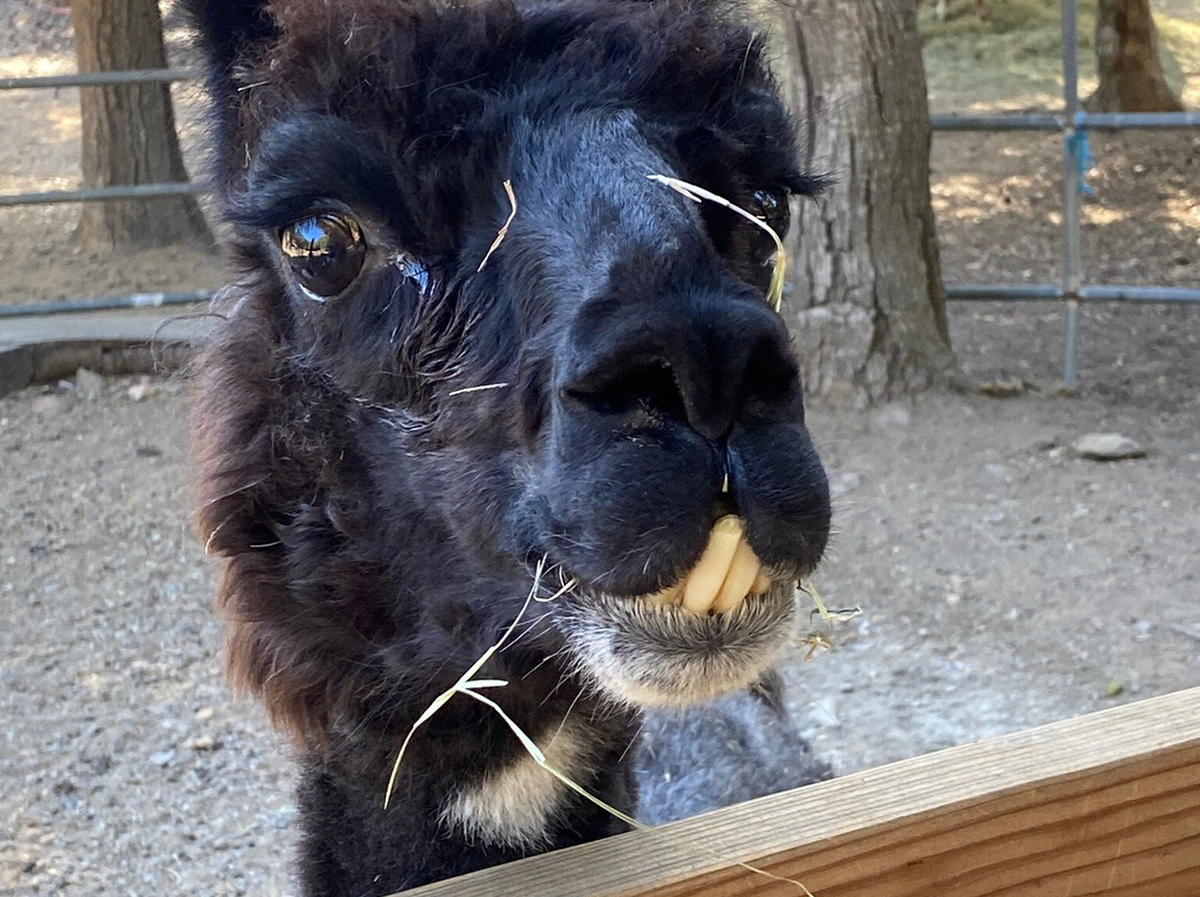 Wikiup Hummingbird Hotel主图