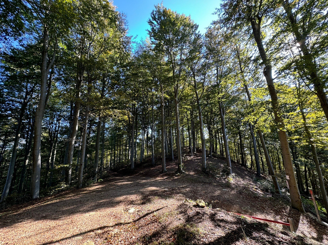 Foresta demaniale del Melogno-Calizzano必去景点