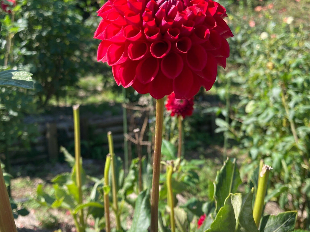 Machida Dahlia Gardens-町田市必去景点