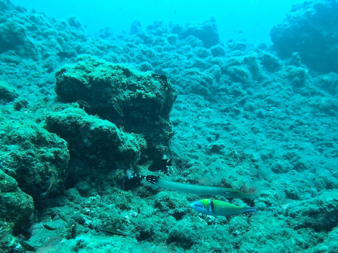 Punkfish Diving La Palma景点图片