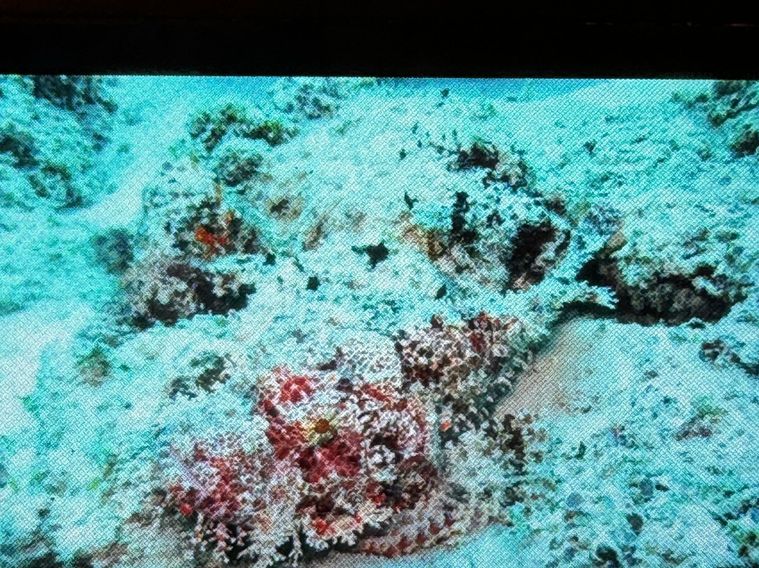 PADI - Blue Wave Diving Zanzibar-米查维必去景点