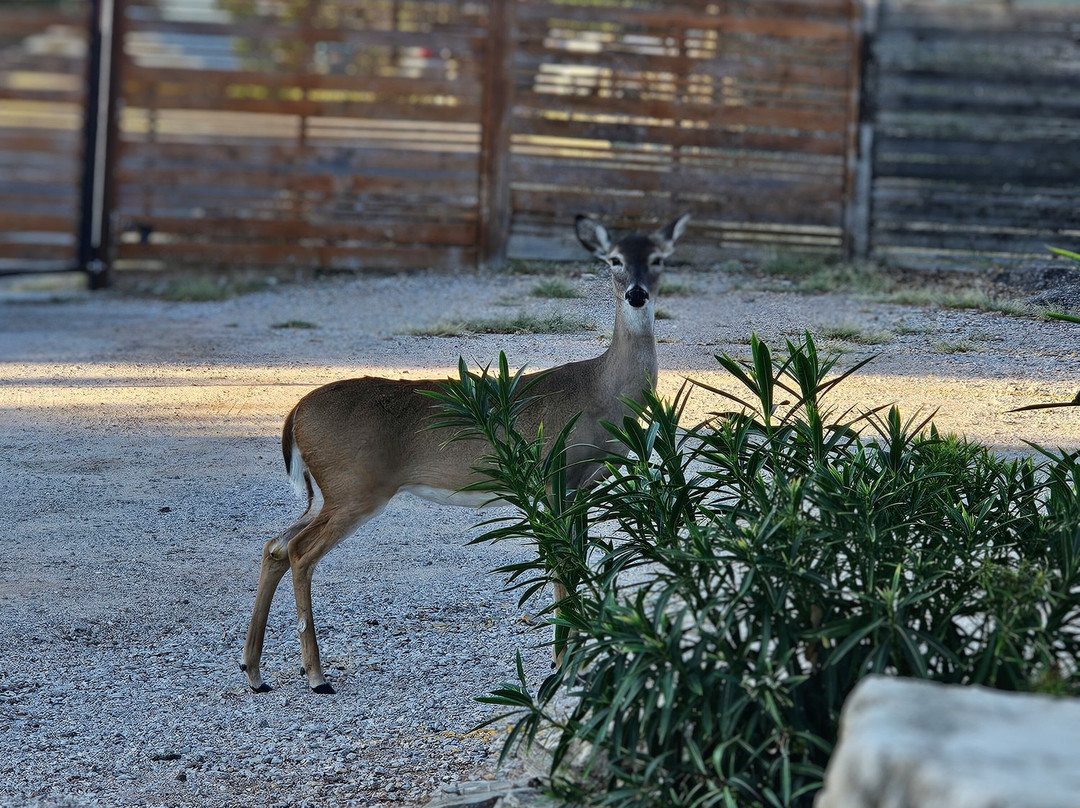 Painted Sky Inn主图