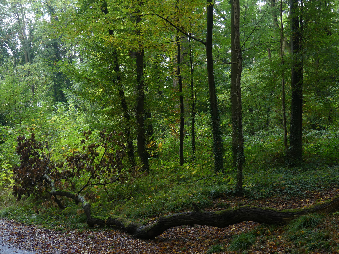 Forêt d'écouen景点图片