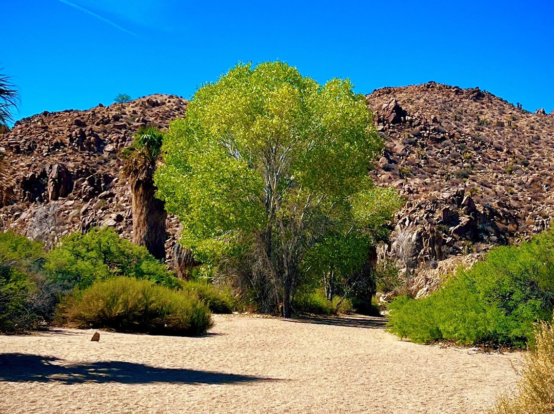 Cottonwood Spring-约书亚树国家公园必去景点