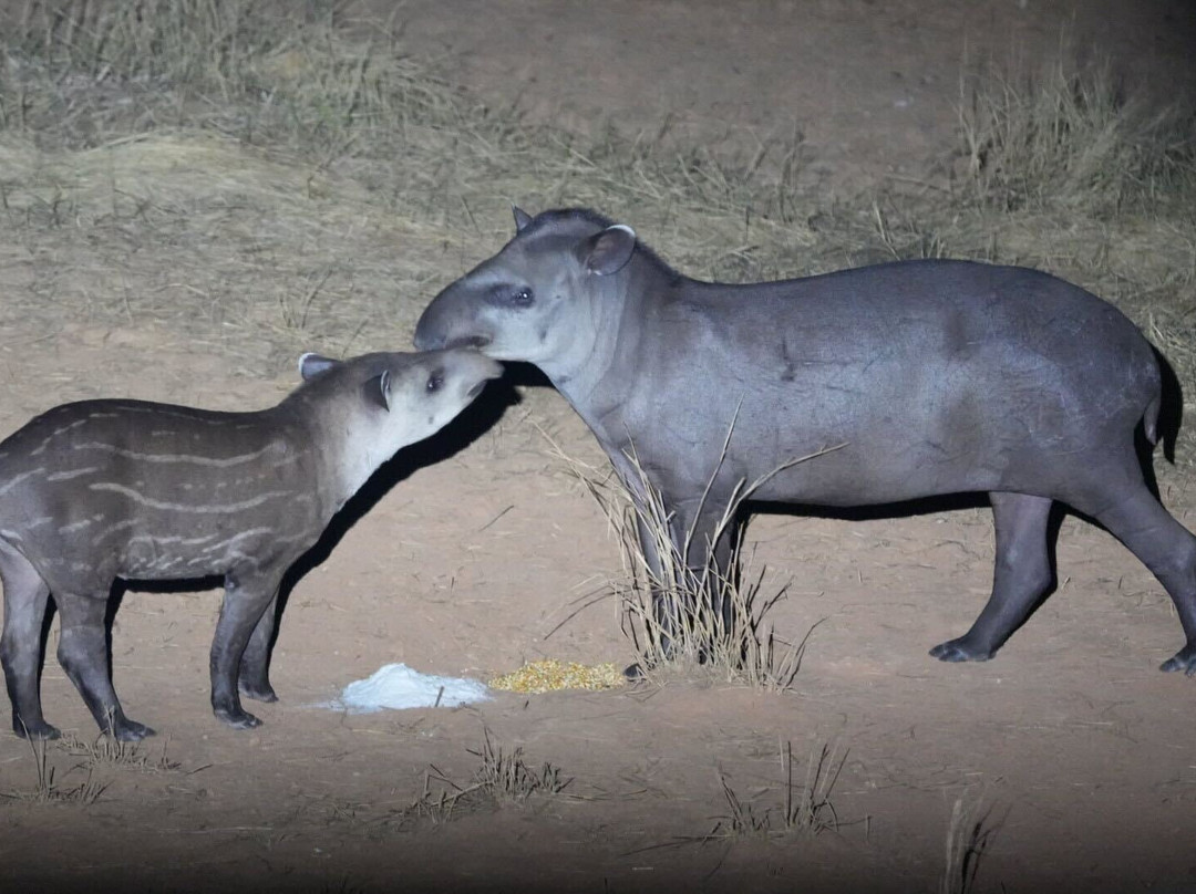 Pantanal Jaguar Safaris景点图片