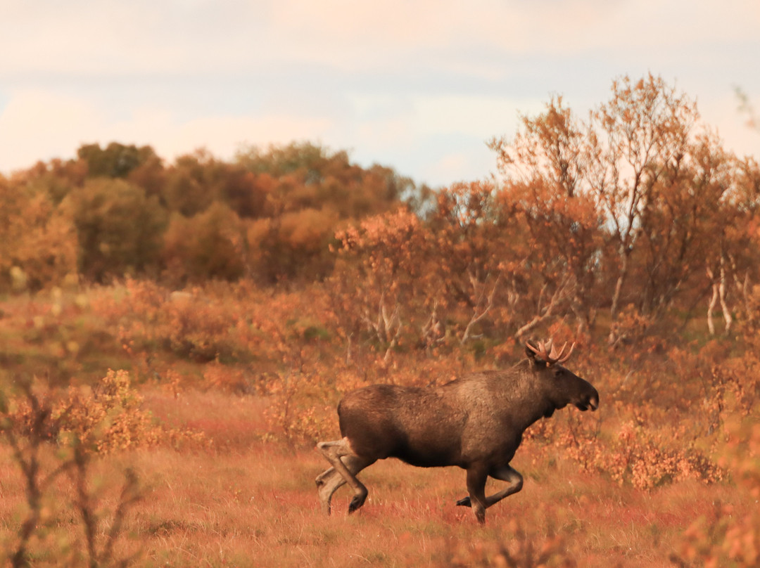 Vesterålen Tours-Sortland必去景点