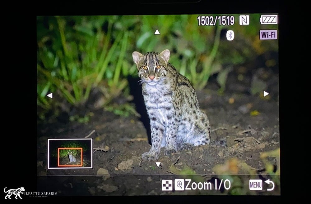 Wilpattu Safaris-Nochchiyagama必去景点