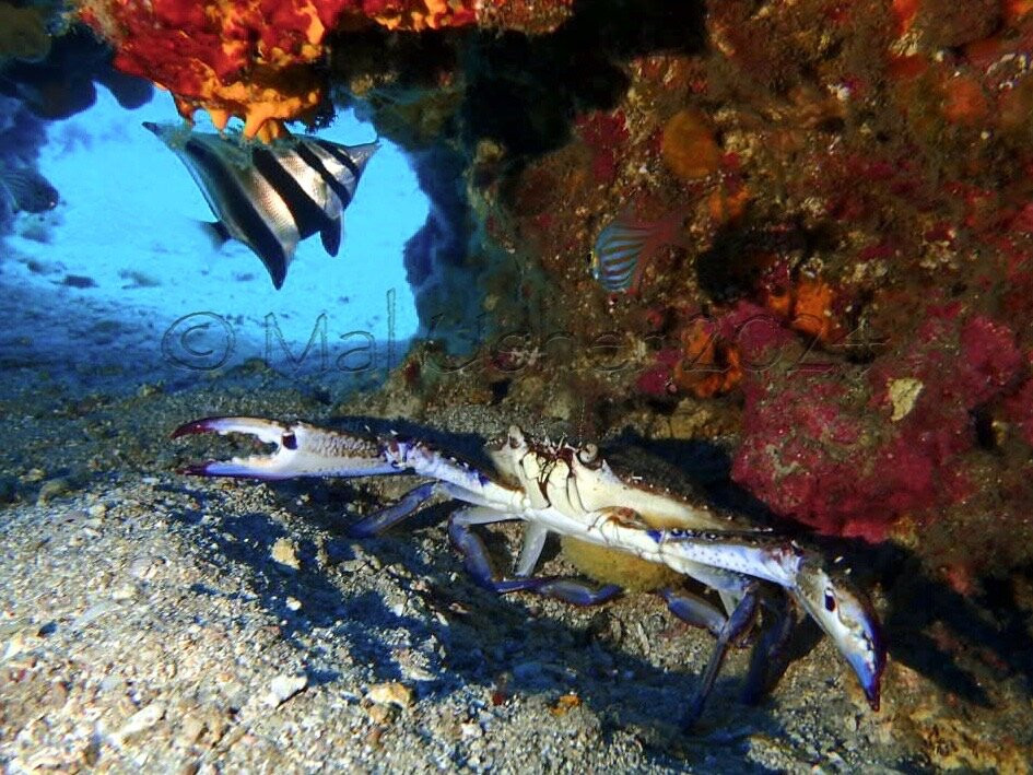 Adelaide Scuba景点图片