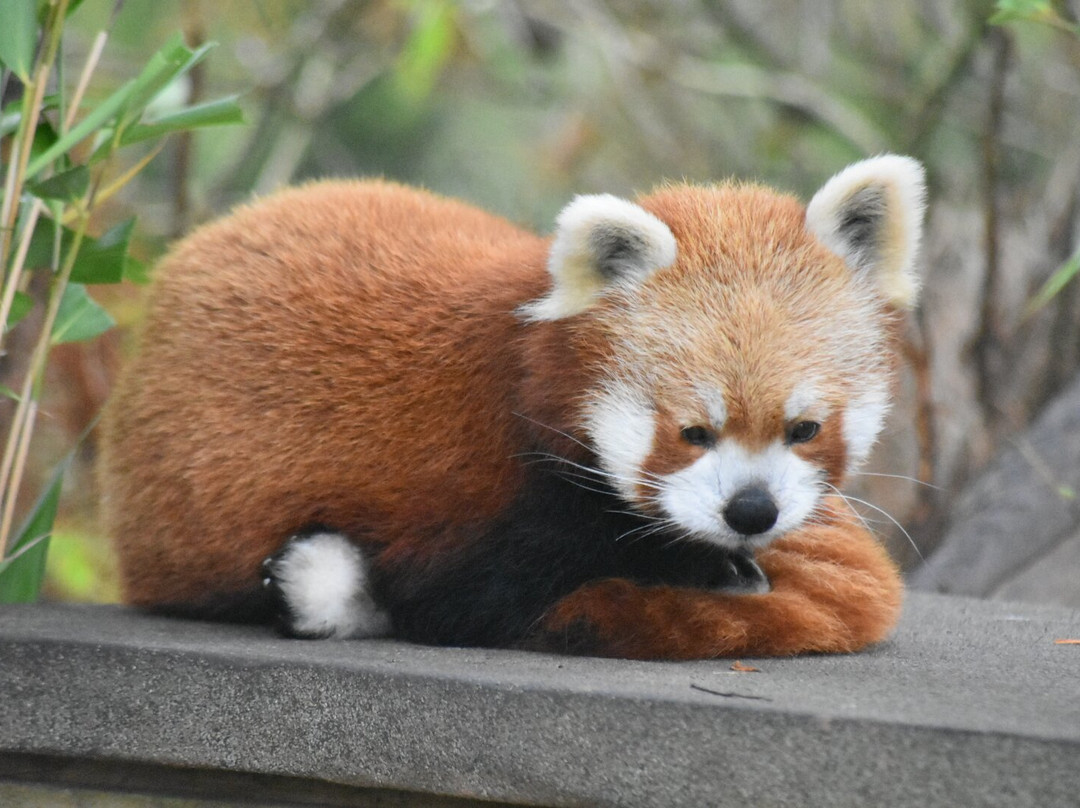 South Lakes Safari Zoo景点图片