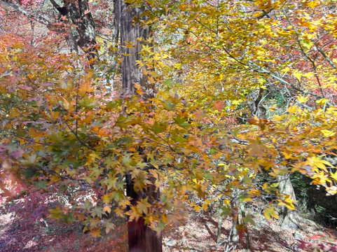 睿山电车红叶隧道-京都市必去景点