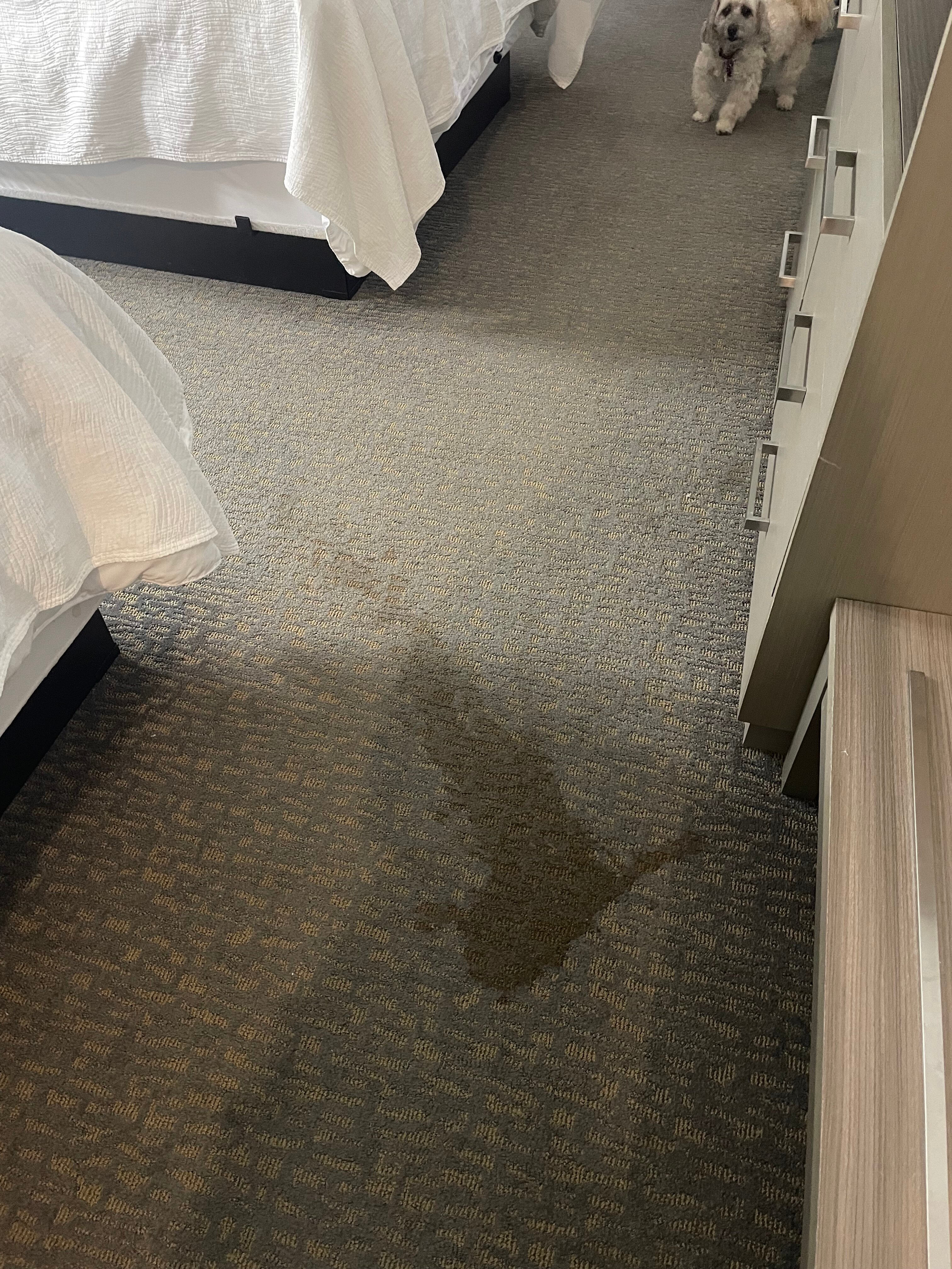 La Quinta Inn & Suites by Wyndham Jackson/Cape Girardeau-官方