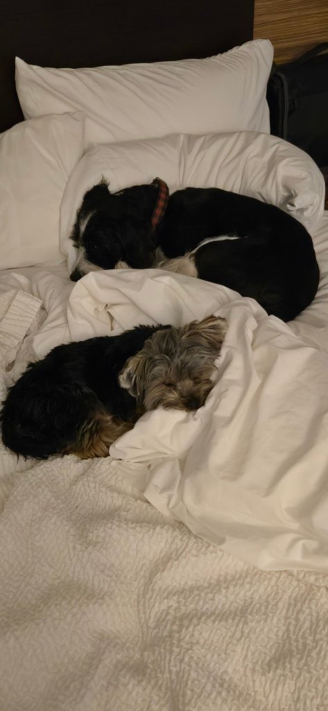 TownePlace Suites by Marriott Ames-客卧