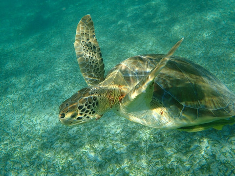 Akumal Mayan Vip Tours-艾库玛尔必去景点