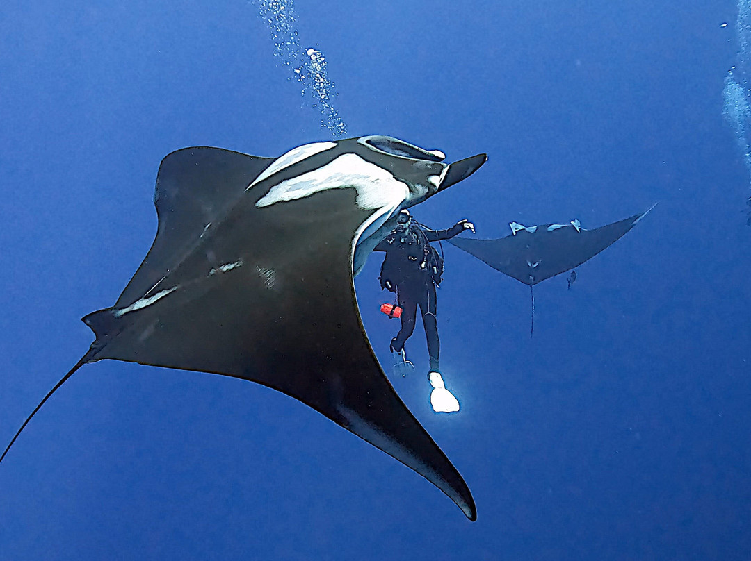 Socorro Island-卡波圣卢卡斯必去景点