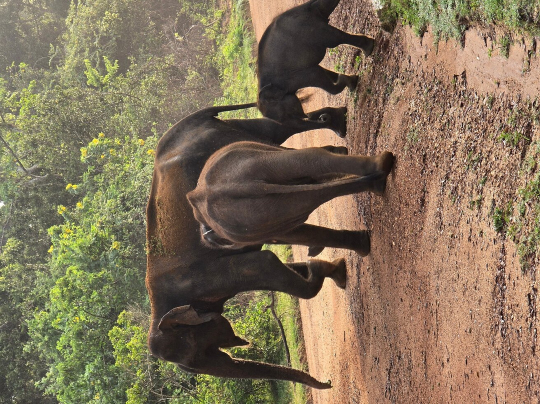 EuroLanka Holidays-加勒必去景点