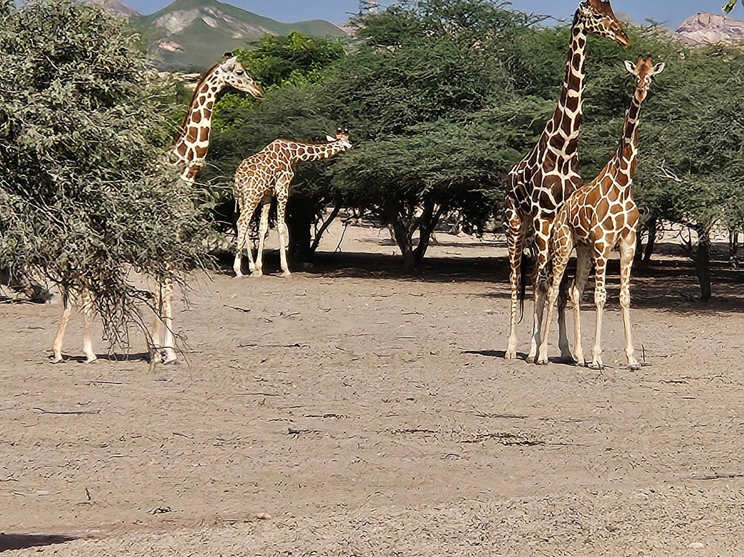 Sir Bani Yas Cruise Beach景点图片