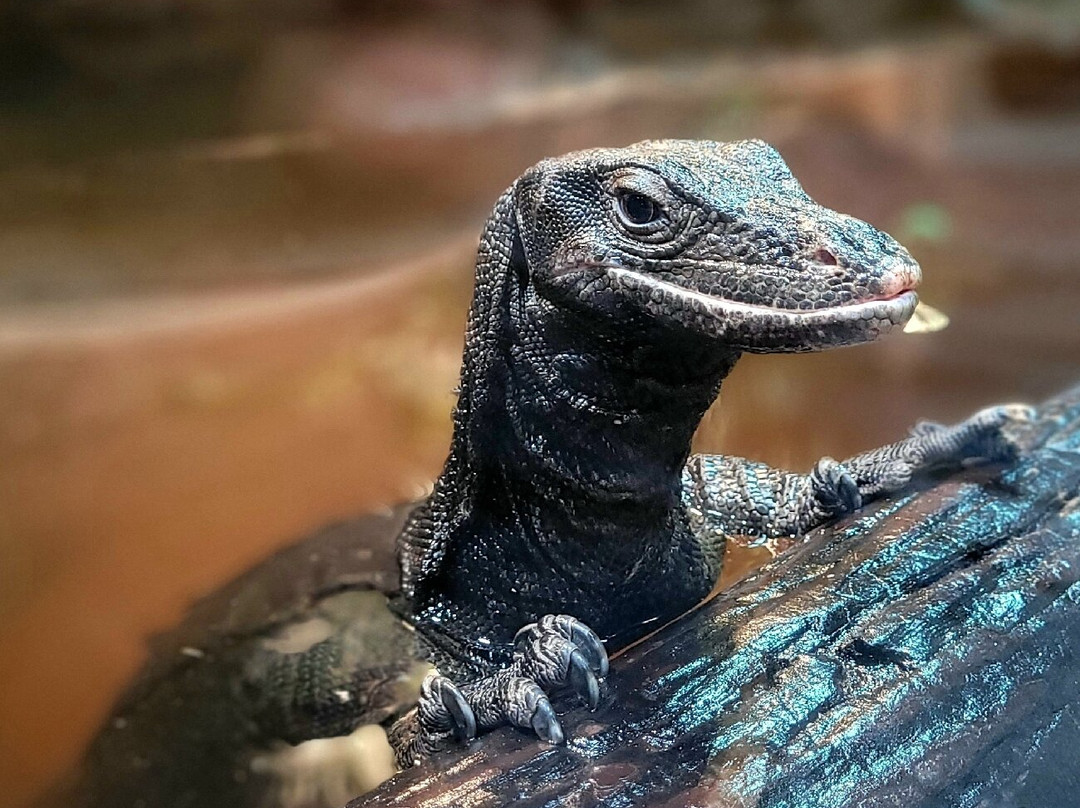 Reptilium景点图片