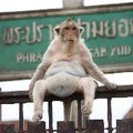 thetravelbuddha