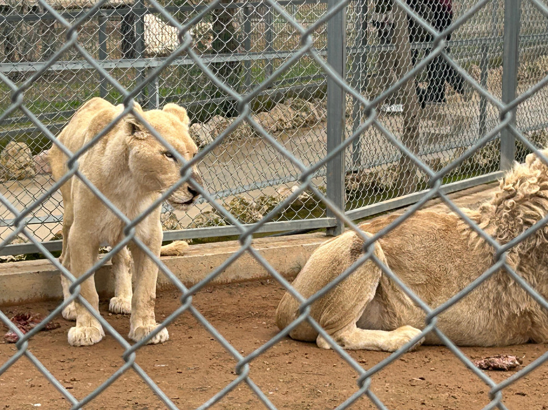 Melios Zoo-尼科西亚必去景点