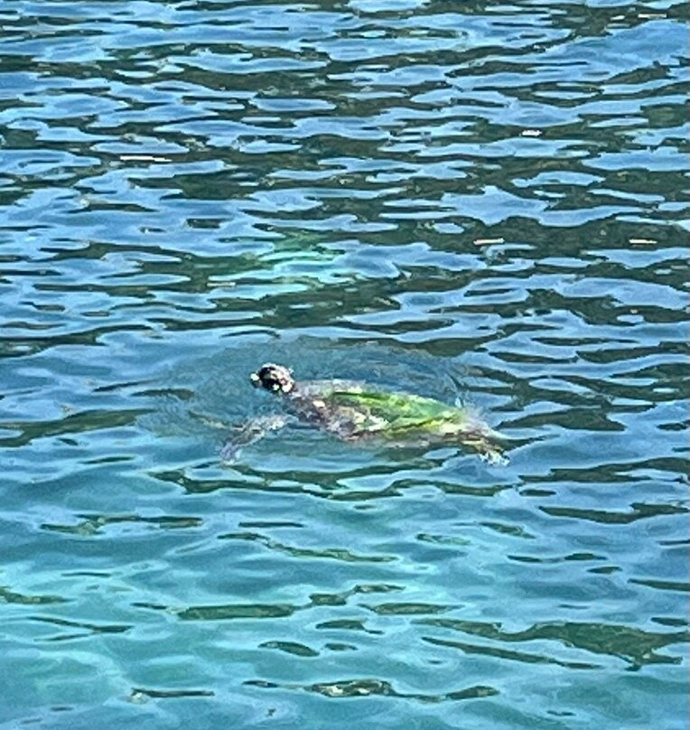 Special 'D' Diving & Charters-West End Village必去景点