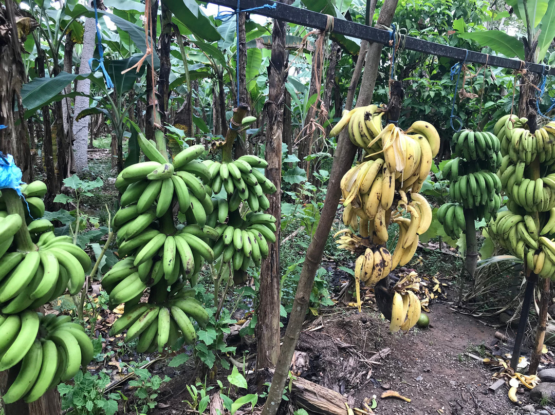 Banana Plantation Tour And Gift Shop景点图片