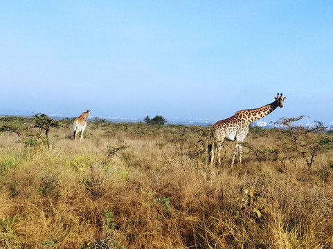 Kenyana Wildlife Safaris-内罗毕必去景点