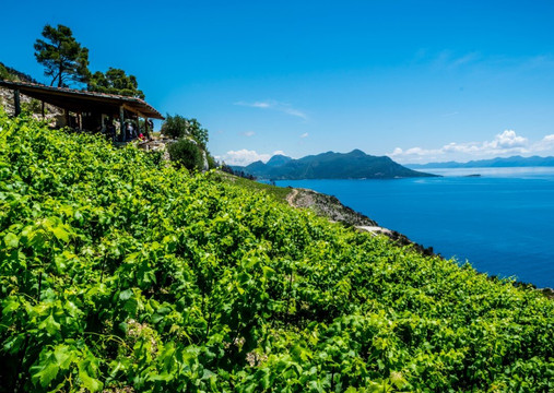 Boutique Winery Vicelić-Pijavicino必去景点