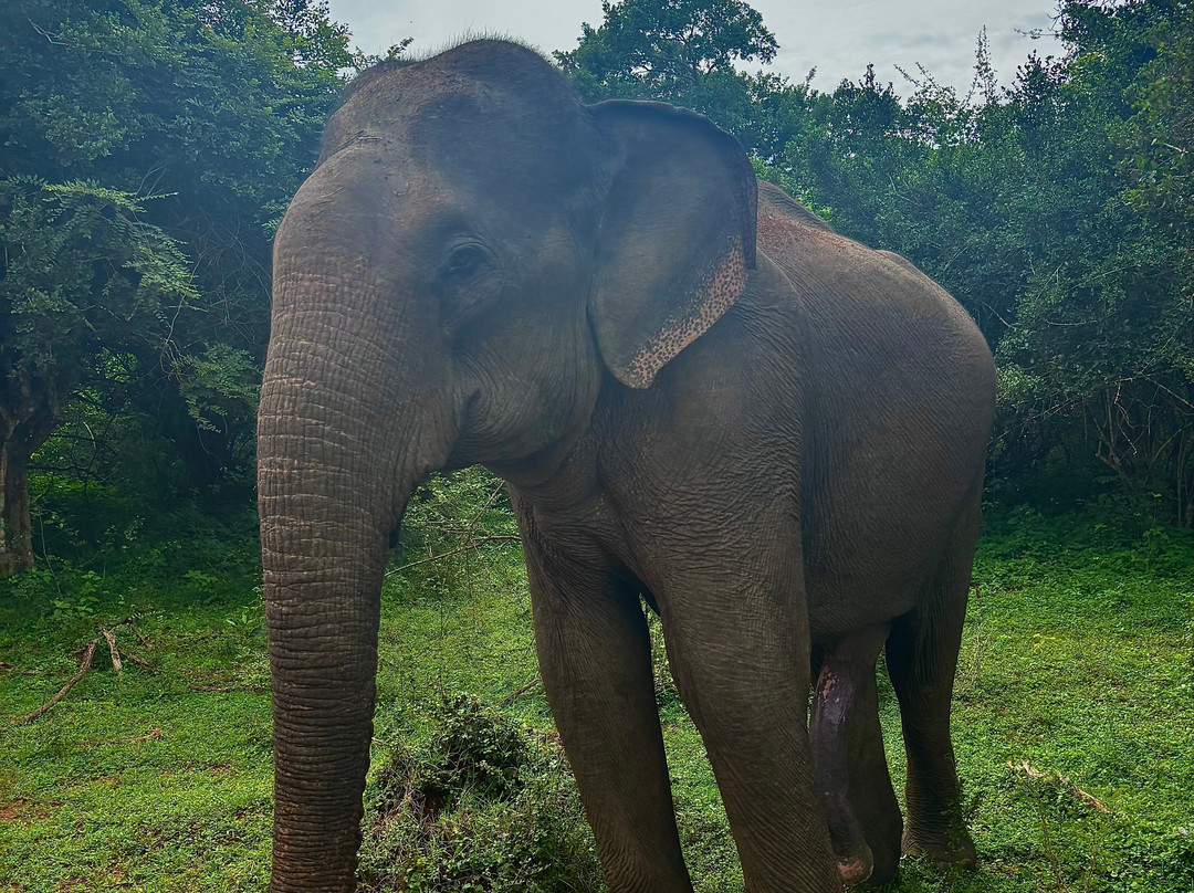 Yala Tiger Safari Sri Lanka-蒂瑟默哈拉默必去景点