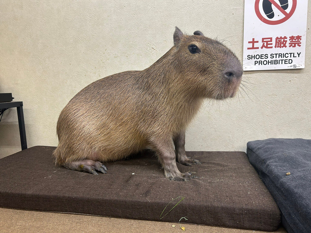 Capybara Land PUIPUI-横滨市必去景点