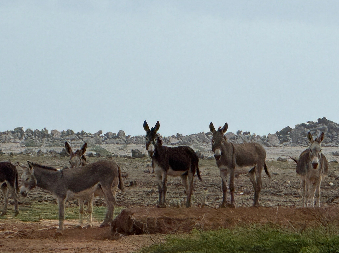 Bonairean Golf Club Piedra So-Kralendijk必去景点