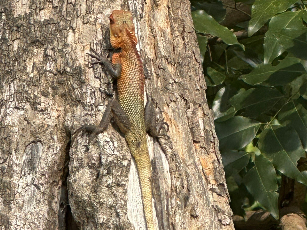 Lankan Wild Life Safari-哈巴拉娜必去景点