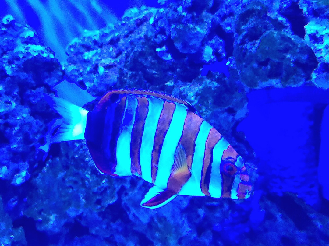 Acuario de Veracruz-韦拉克鲁斯必去景点