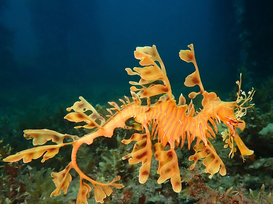 Sea Dragon Dive Lodge景点图片