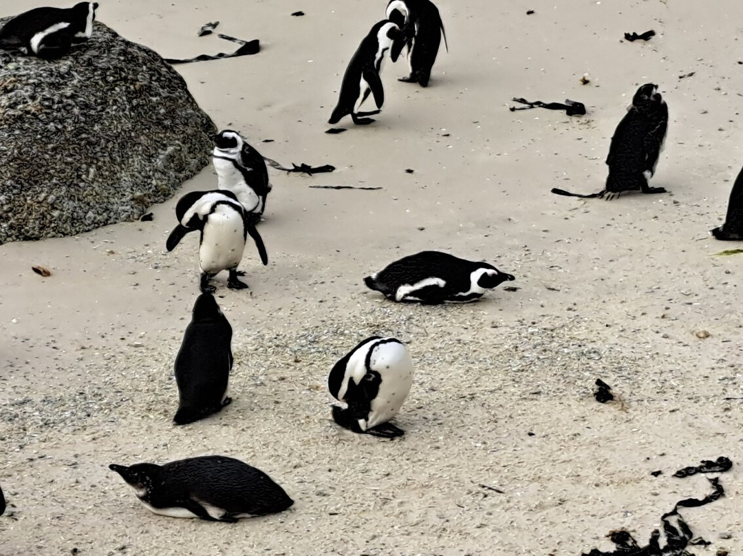 African Penguin & Seabird Sanctuary-干斯拜必去景点