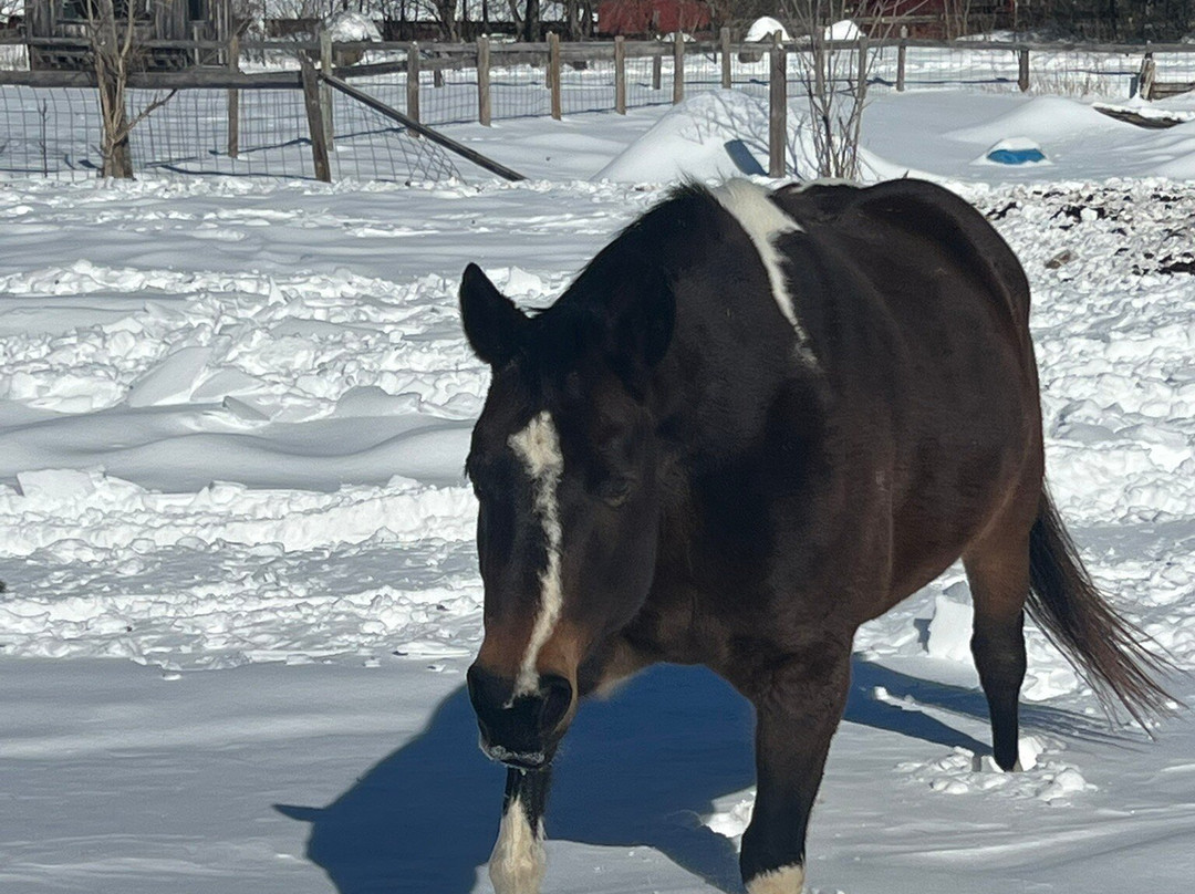 Circle B Ranch-Chestertown必去景点